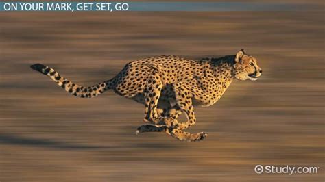 How fast can a cheetah run in a minute? Cheetahs are the fastest land animals on Earth, capable of reaching speeds of up to 75 miles per hour (120 kilometers per hour) in short bursts. They can accelerate from 0 to 60 mph (97 kph) in just three seconds, which is about three times faster than the fastest human sprinter.